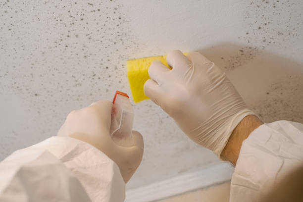 Reliable Dillsburg, PA Mold Removal Solutions